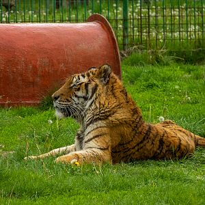 Siberian tiger (Panthera tigris tigris)