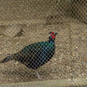 Pheasant (Phasianus colchicus tenebrosus)