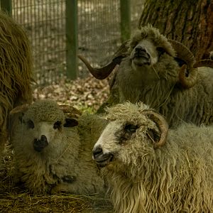 Turcana (Ovis gmelini aries)