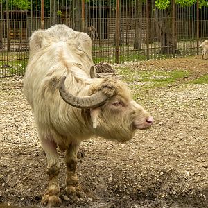 Water buffalo (Bubalus bubalis)