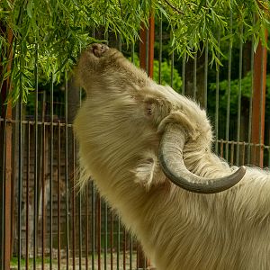 Water buffalo (Bubalus bubalis)