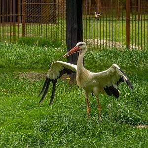 White stork (Ciconia ciconia)