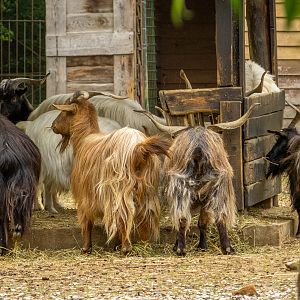 Domestic goat (Capra hircus)