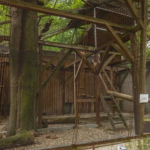 enclosure lion-tailed macaque
