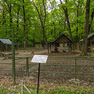enclosure fellow deer