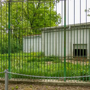 enclosure asian bear