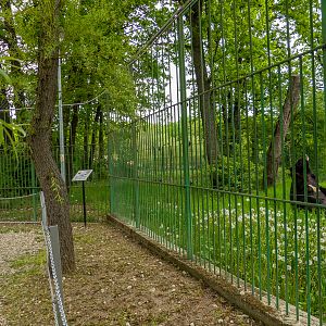 enclosure asian bear