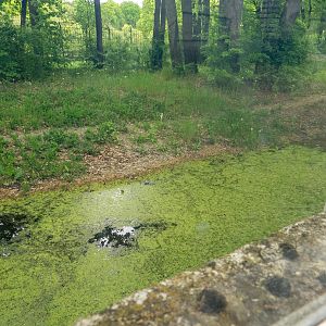 enclosure asian bear