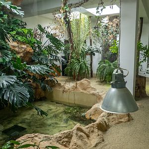 enclosure nile crocodile