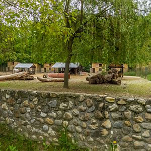 enclosure horse & sheep