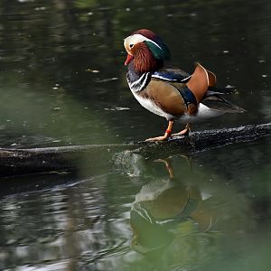 Mandarin Duck Aix galericulata