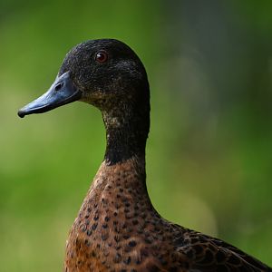 Chestnut Teal Anas castanea