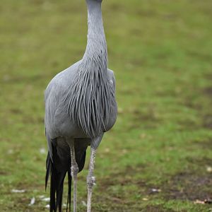 Blue Crane Grus paradisea