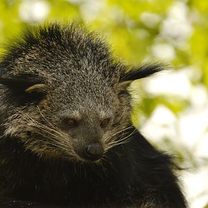 Malayan binturong (Arctictis binturong)
