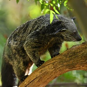 Malayan binturong (Arctictis binturong)