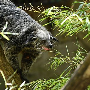 Malayan binturong (Arctictis binturong)