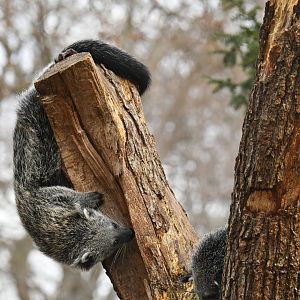 Malayan binturong (Arctictis binturong)