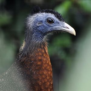 Great Argus Argusianus argus