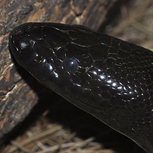 Black-headed python (Aspidites melanocephalus)