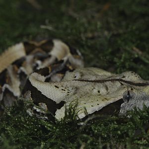 Gaboon viper (Bitis gabonica)