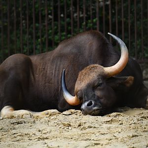 Gaur (Bos gaurus)