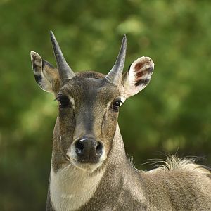 Nilgai (Boselaphus tragocamelus)