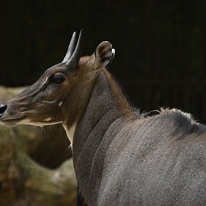 Nilgai (Boselaphus tragocamelus)