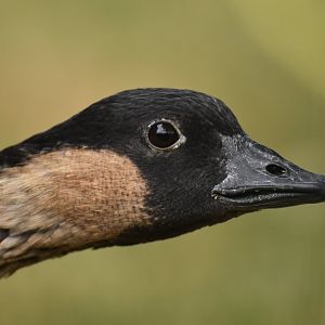 Nene Branta sandvicensis