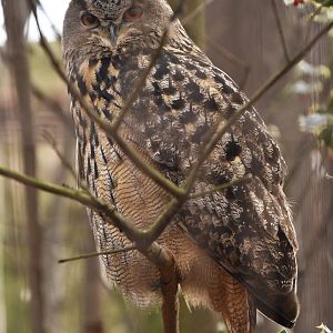 Eurasian Eagle-Owl Bubo bubo