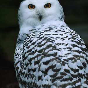 Snowy Owl Bubo scandiacus