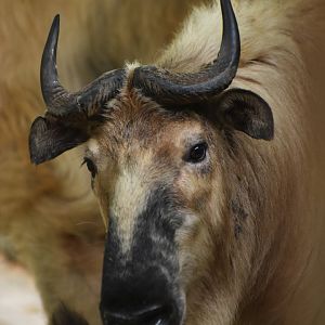 Tibetan takin (Budorcas taxicolor tibetana)