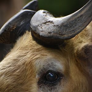 Tibetan takin (Budorcas taxicolor tibetana)