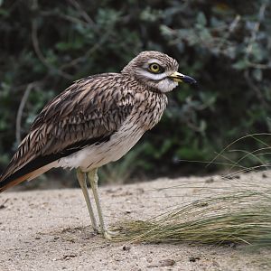 Eurasian Thick-knee Burhinus oedicnemus