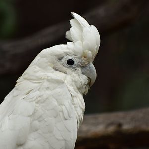 Philippine Cockatoo Cacatua haematuropygia