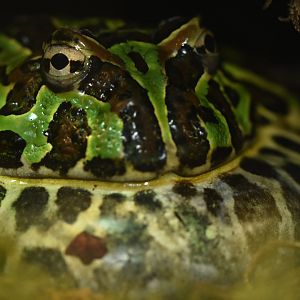 Surinam horned frog (Ceratophrys cornuta)