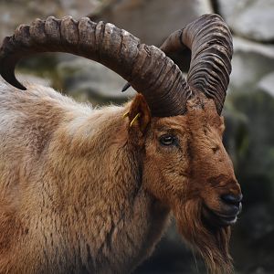 Caucasian tur (Capra caucasica)