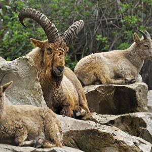 Caucasian tur (Capra caucasica)