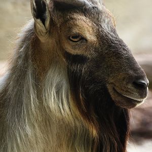 Turkmenian markhor (Capra falconeri)