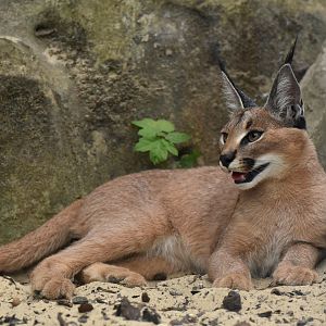 Caracal (Caracal caracal)