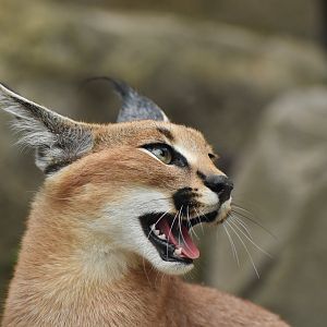 Caracal (Caracal caracal)