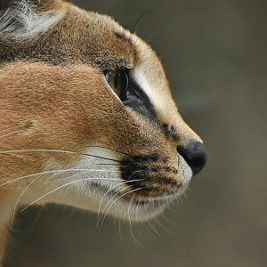 Caracal (Caracal caracal)