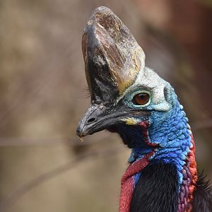 Southern Cassowary Casuarius casuarius