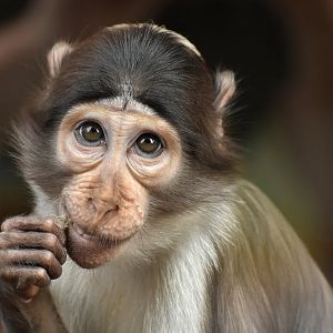 White-naped Mangabey (Cercocebus lunulatus)