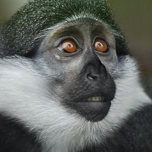 L'Hoest's monkey (Allochrocebus lhoesti)