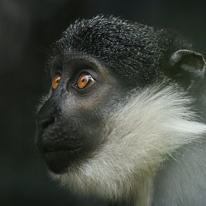 L'Hoest's monkey (Allochrocebus lhoesti)