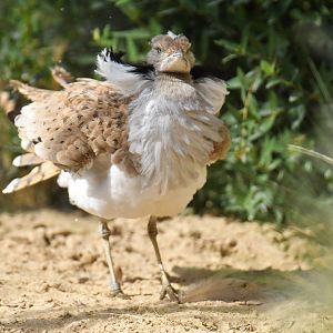 Macqueen's Bustard Chlamydotis macqueenii