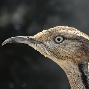 Macqueen's Bustard Chlamydotis macqueenii