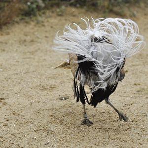Macqueen's Bustard Chlamydotis macqueenii
