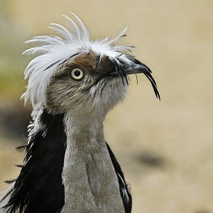 Macqueen's Bustard Chlamydotis macqueenii