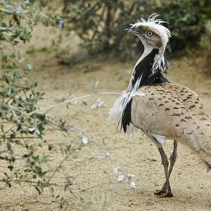 Macqueen's Bustard Chlamydotis macqueenii
